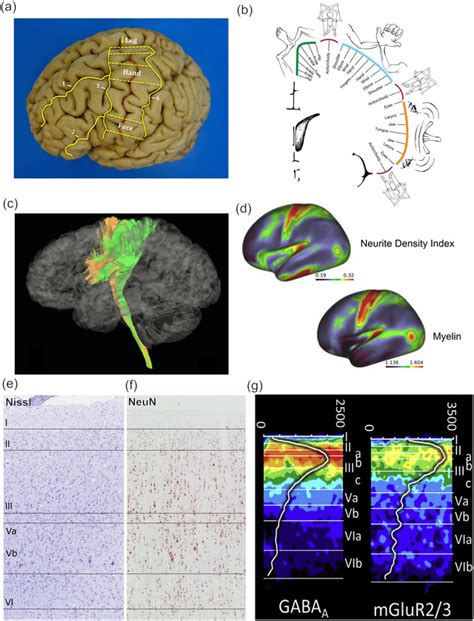 cells of betz|The human motor cortex microcircuit: insights for  .